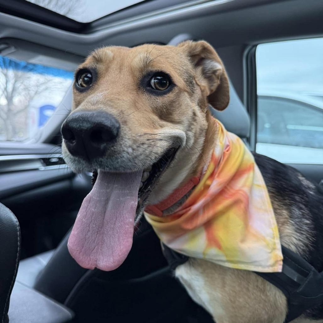 Nala2, a Adoptable mixed breed in Dallas, TX image 4/6