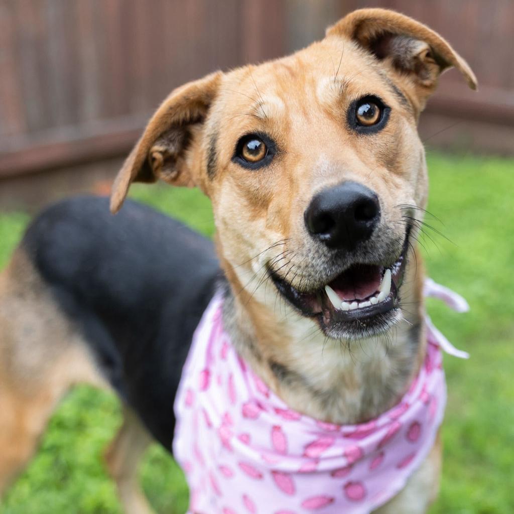 Nala2, a Adoptable mixed breed in Dallas, TX image 5/6