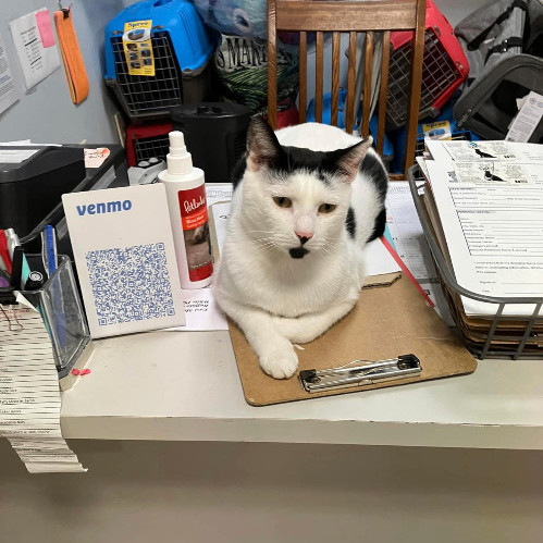 Patch, a Adoptable Domestic Short Hair in Freeport, NY image 1/5