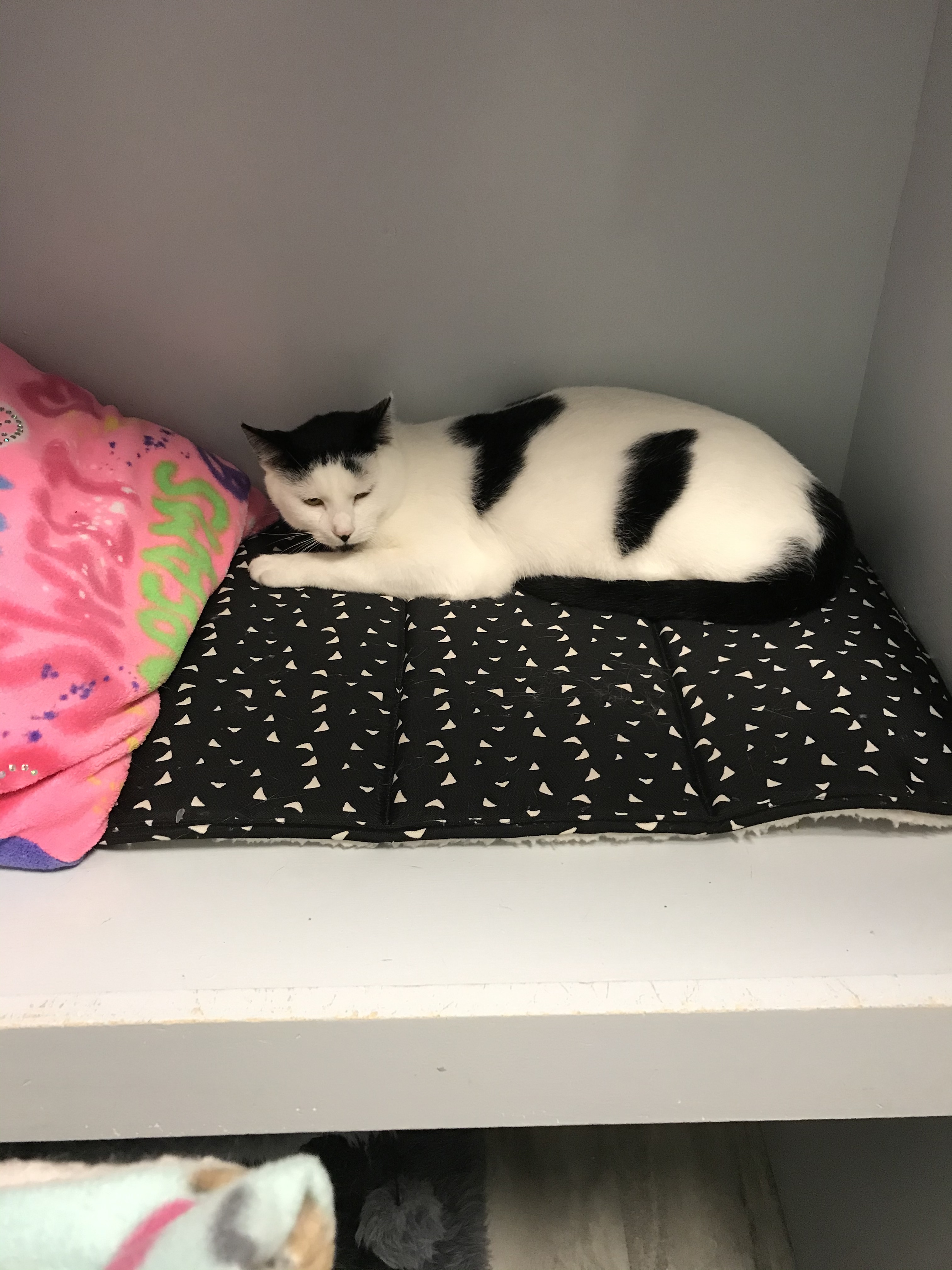 Patch, a Adoptable Domestic Short Hair in Freeport, NY image 2/5