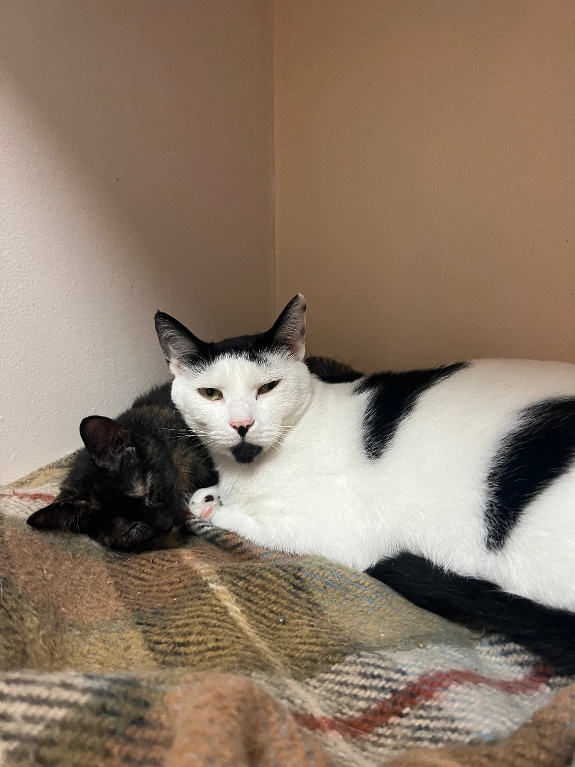 Patch, a Adoptable Domestic Short Hair in Freeport, NY image 3/5