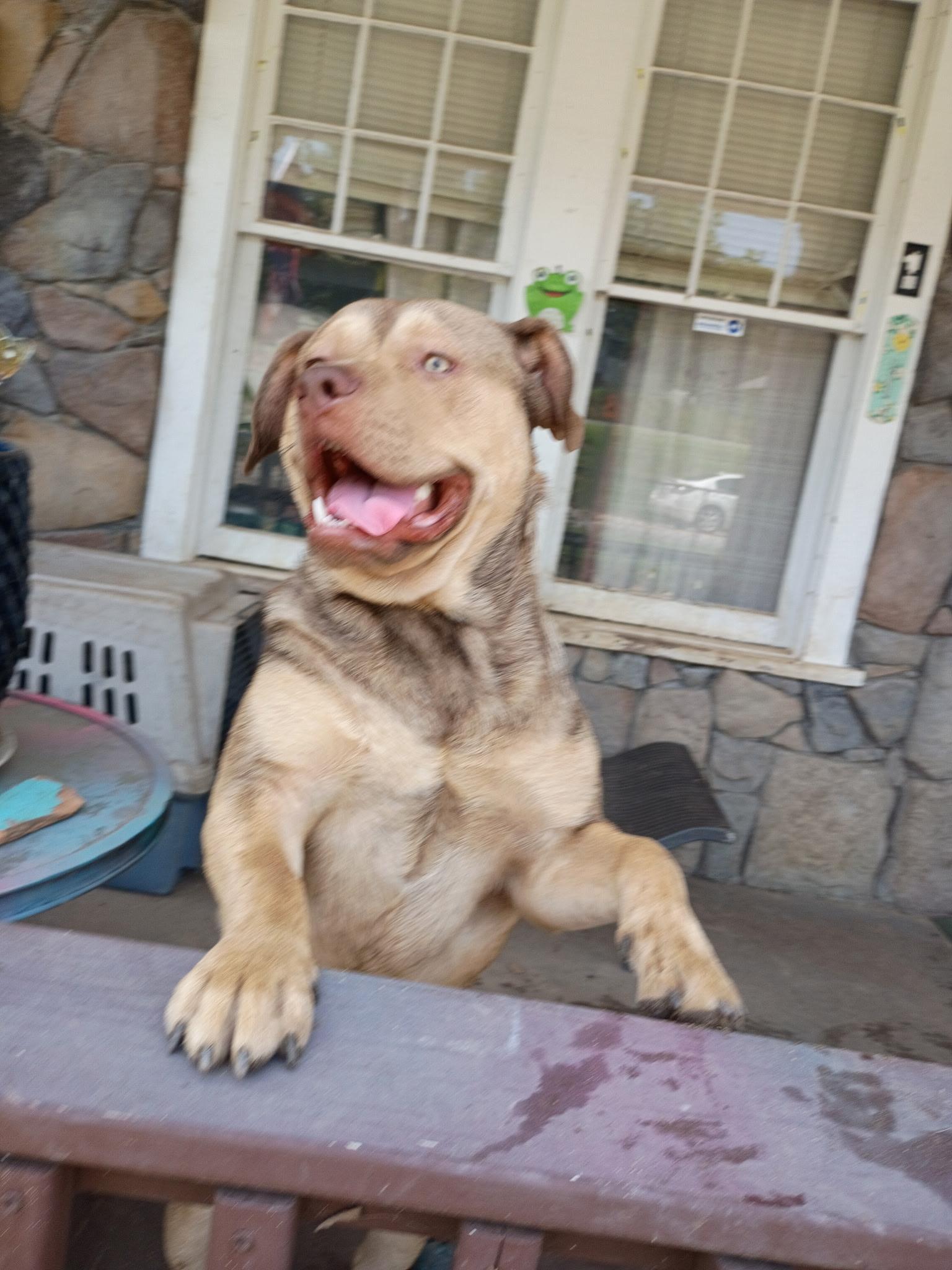 Wags, Adoptable, Young Male Bulldog.