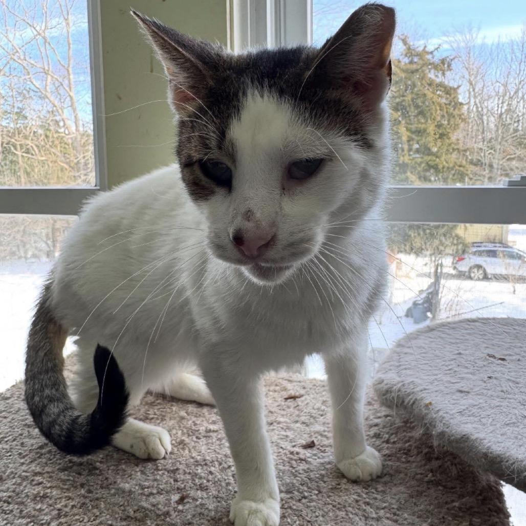 Pappy Dill, Adoptable, Senior Male Domestic Short Hair.