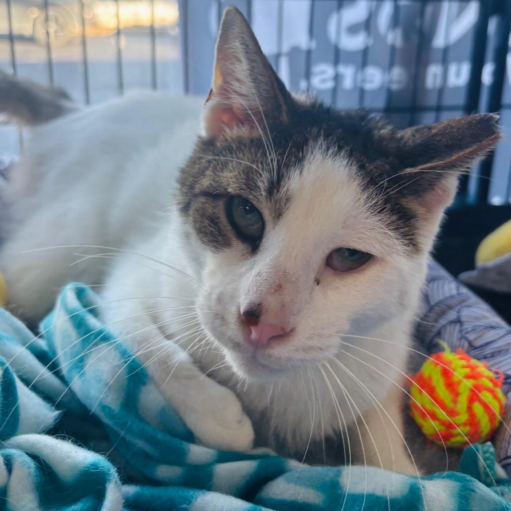 Enlarge Pappy Dill, a Adoptable Domestic Short Hair in Woodbury, NJ image 2/6
