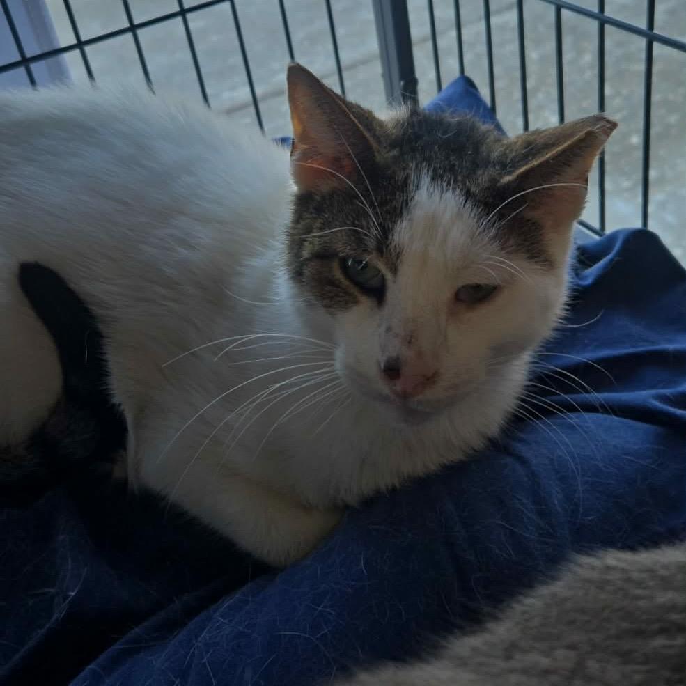 Enlarge Pappy Dill, a Adoptable Domestic Short Hair in Woodbury, NJ image 3/6