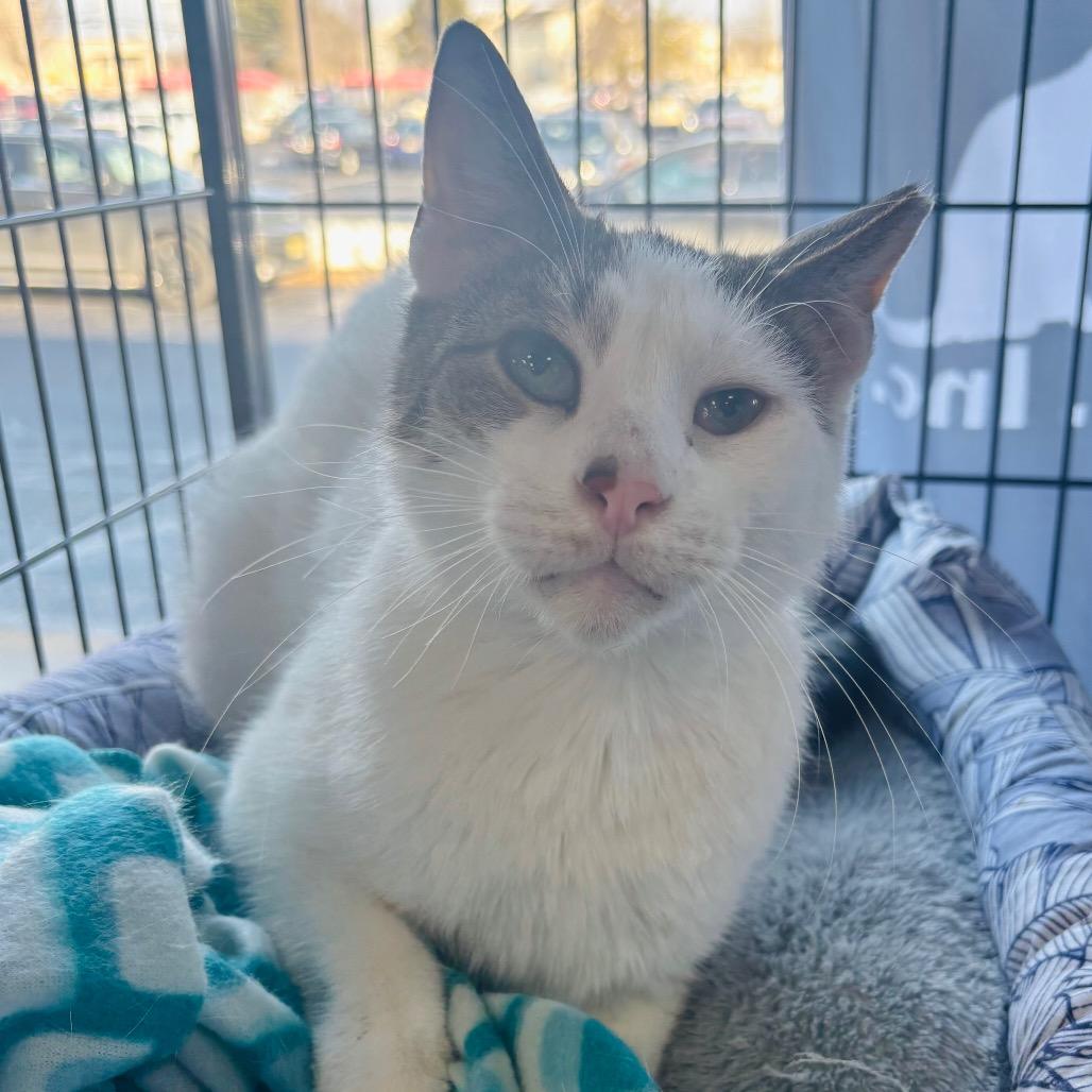 Enlarge Pappy Dill, a Adoptable Domestic Short Hair in Woodbury, NJ image 4/6