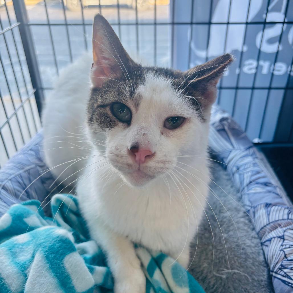 Enlarge Pappy Dill, a Adoptable Domestic Short Hair in Woodbury, NJ image 5/6