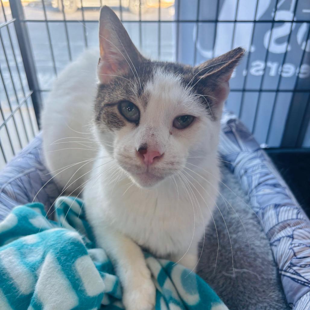 Enlarge Pappy Dill, a Adoptable Domestic Short Hair in Woodbury, NJ image 6/6