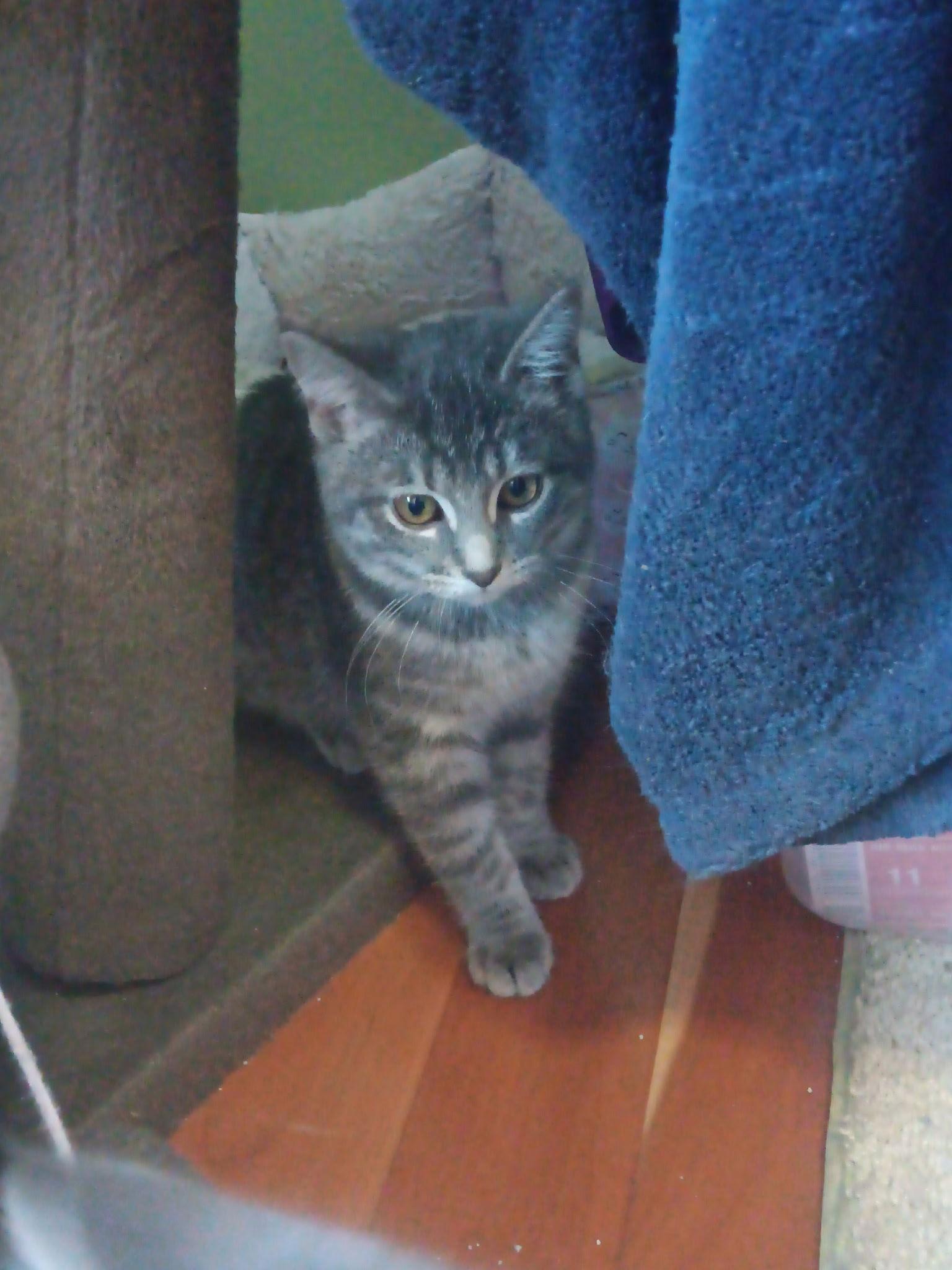 Enlarge Gracie, a Adoptable Domestic Short Hair in Forest Lake, MN image 1/1