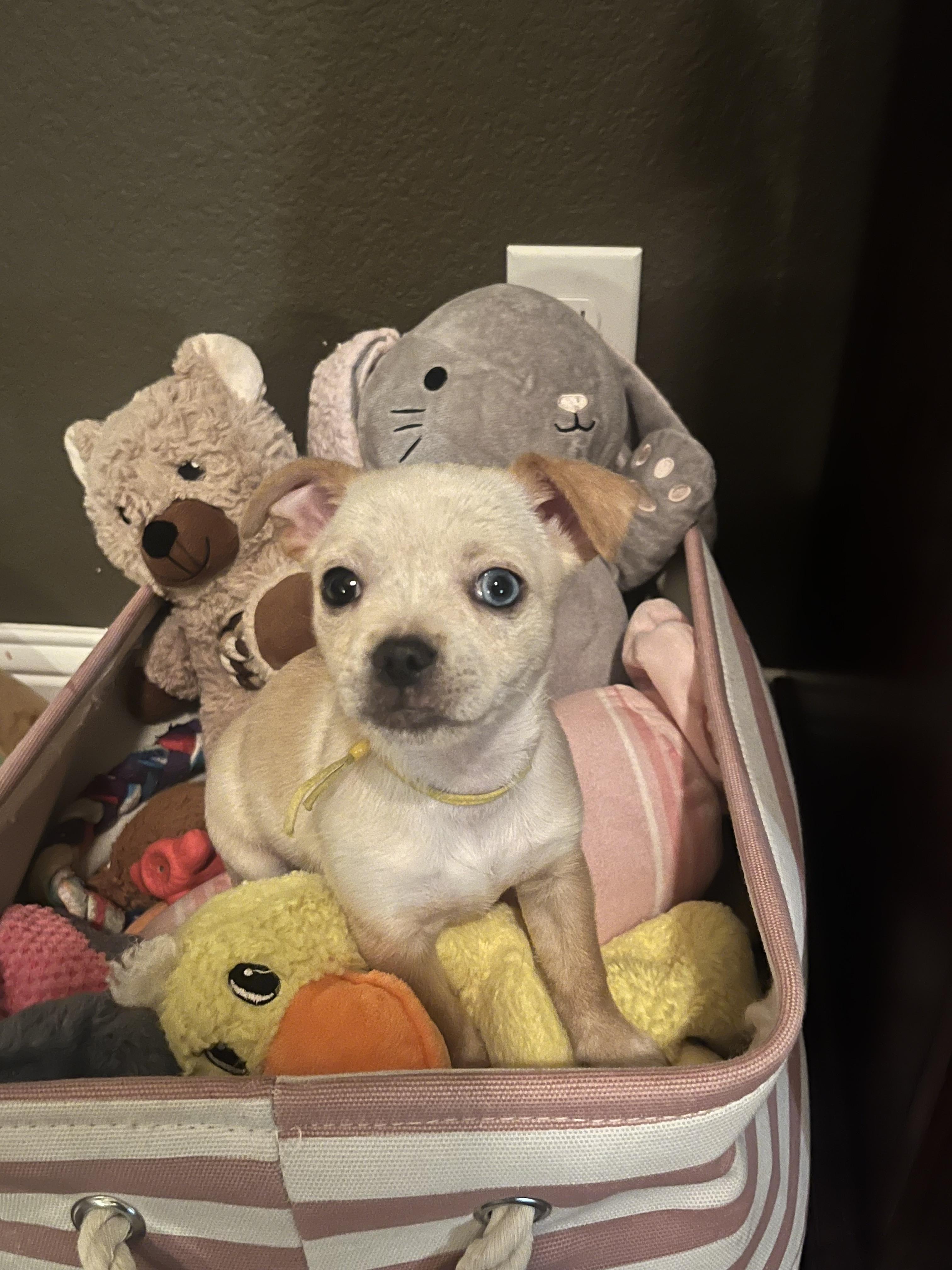 Enlarge Apollo, a Adoptable Chihuahua in Houston, TX image 1/4