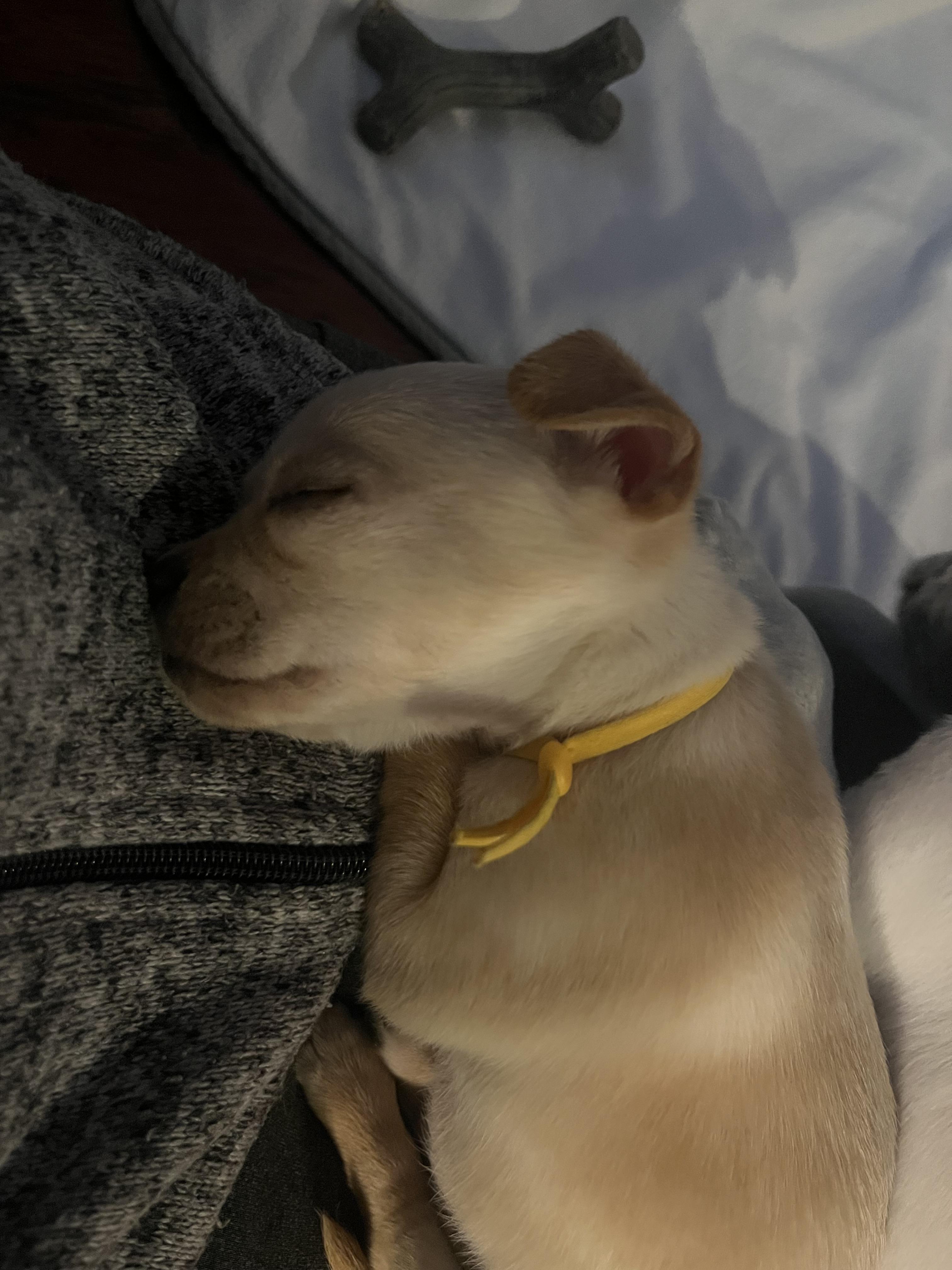 Enlarge Apollo, a Adoptable Chihuahua in Houston, TX image 3/4