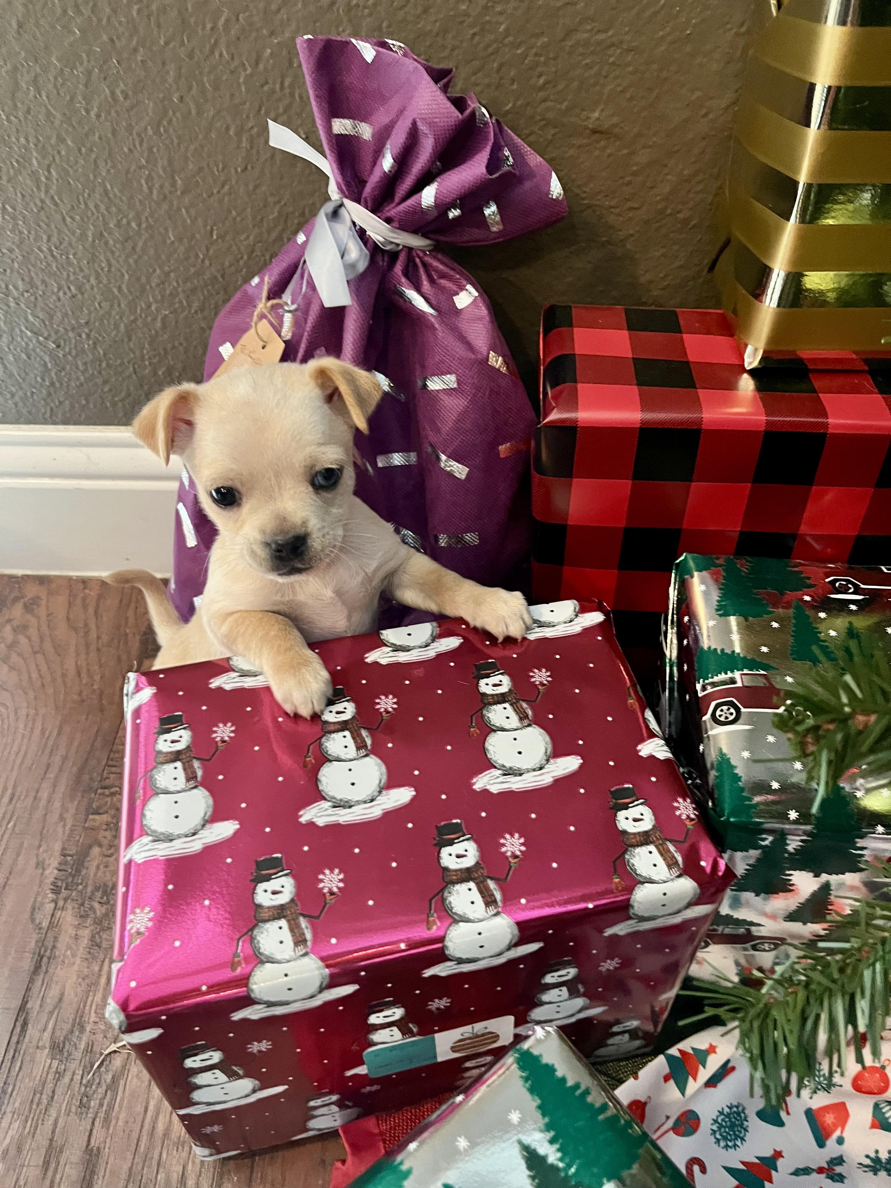 Enlarge Apollo, a Adoptable Chihuahua in Houston, TX image 4/4