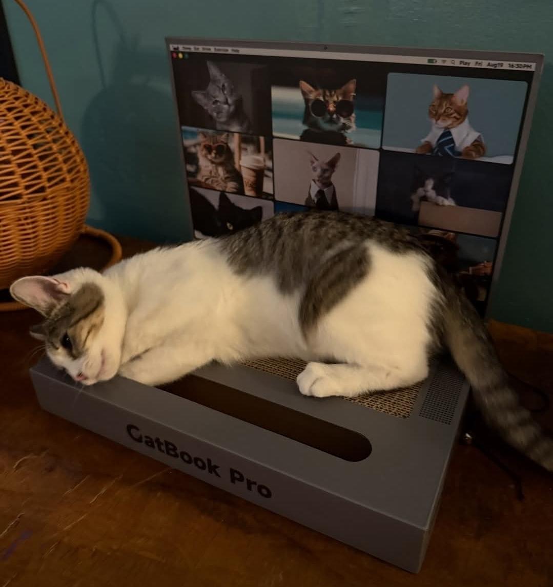 Enlarge Jennifer (Jenny), a Adoptable mixed breed in Whitewater, WI image 3/3