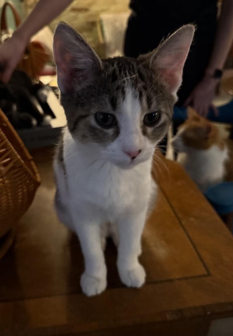 Enlarge Jennifer (Jenny), a Adoptable mixed breed in Whitewater, WI image 2/3