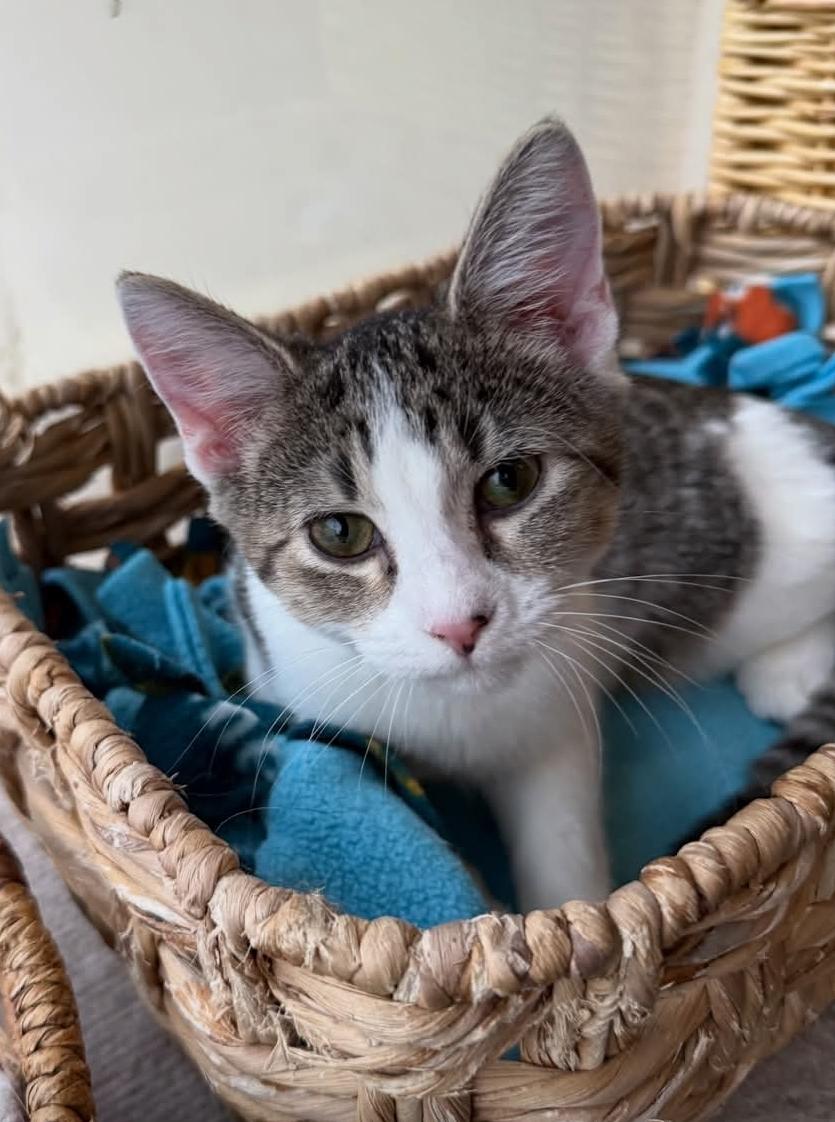 Jennifer (Jenny), Adoptable, Kitten Female Domestic Short Hair.