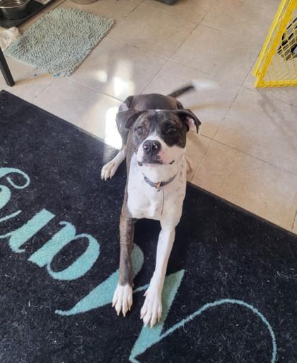 Enlarge Benny, a Adoptable mixed breed in Fort Worth, TX image 1/2