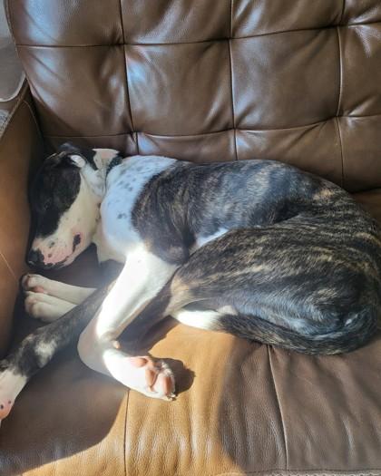 Benny, Adoptable, Adult Male Pit Bull Terrier & Mixed Breed.