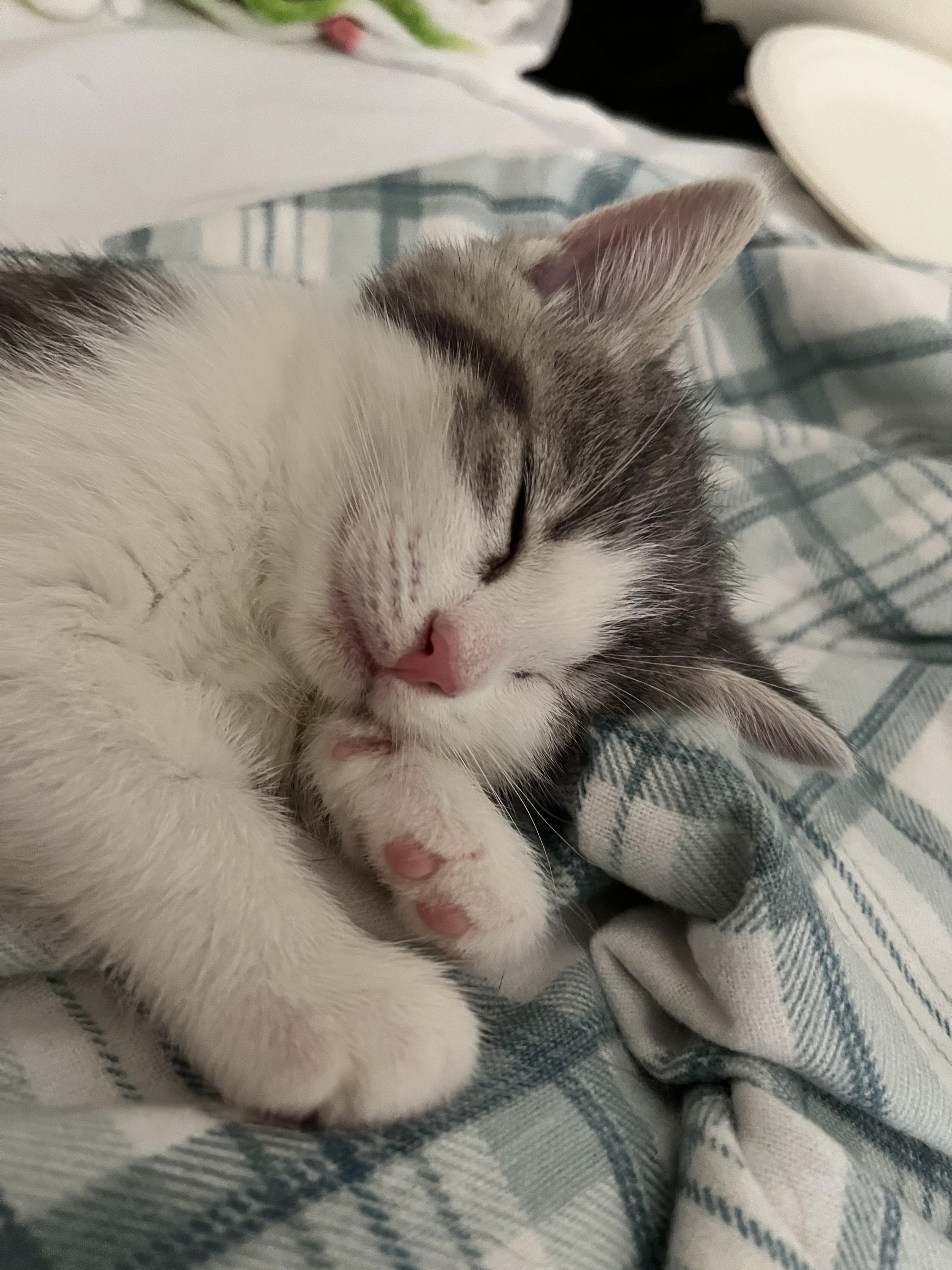 PENNY, a Adoptable Domestic Short Hair in Tillsonburg, ON image 3/6