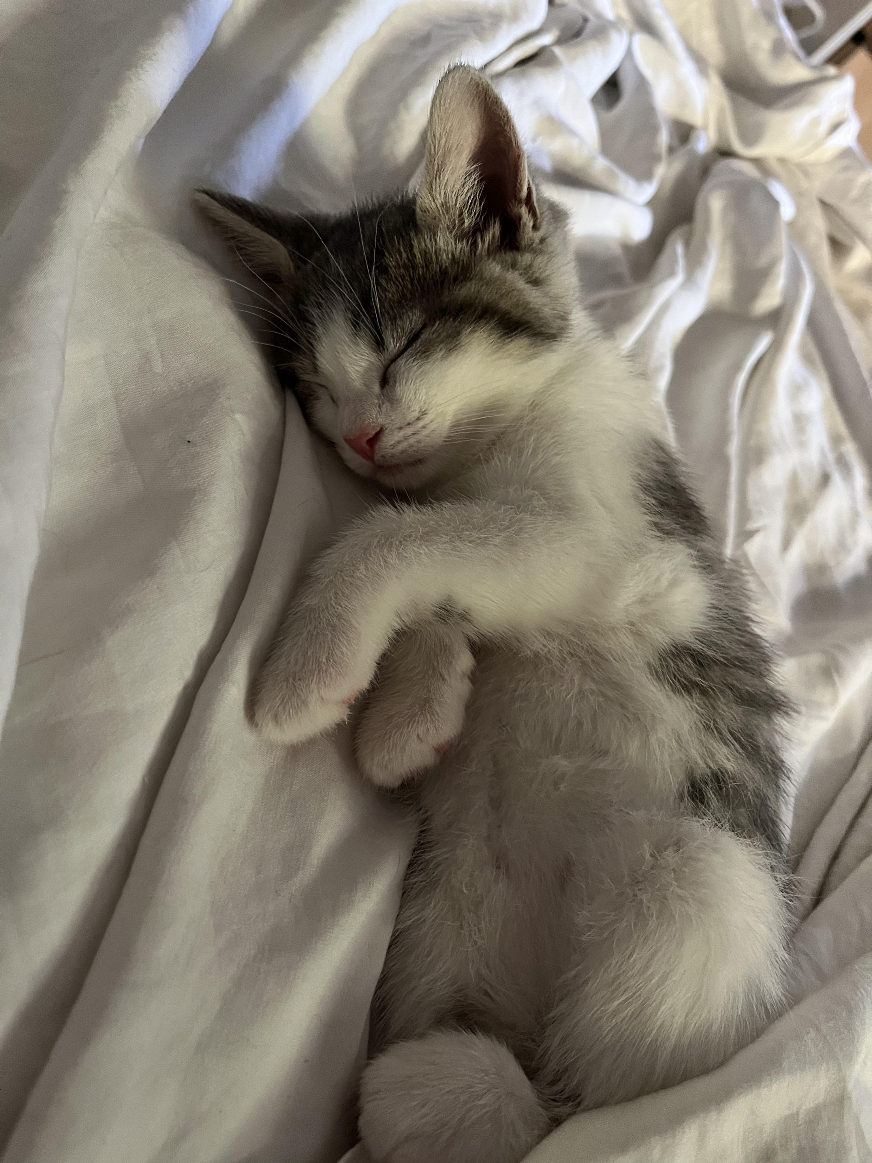 PENNY, a Adoptable Domestic Short Hair in Tillsonburg, ON image 4/6