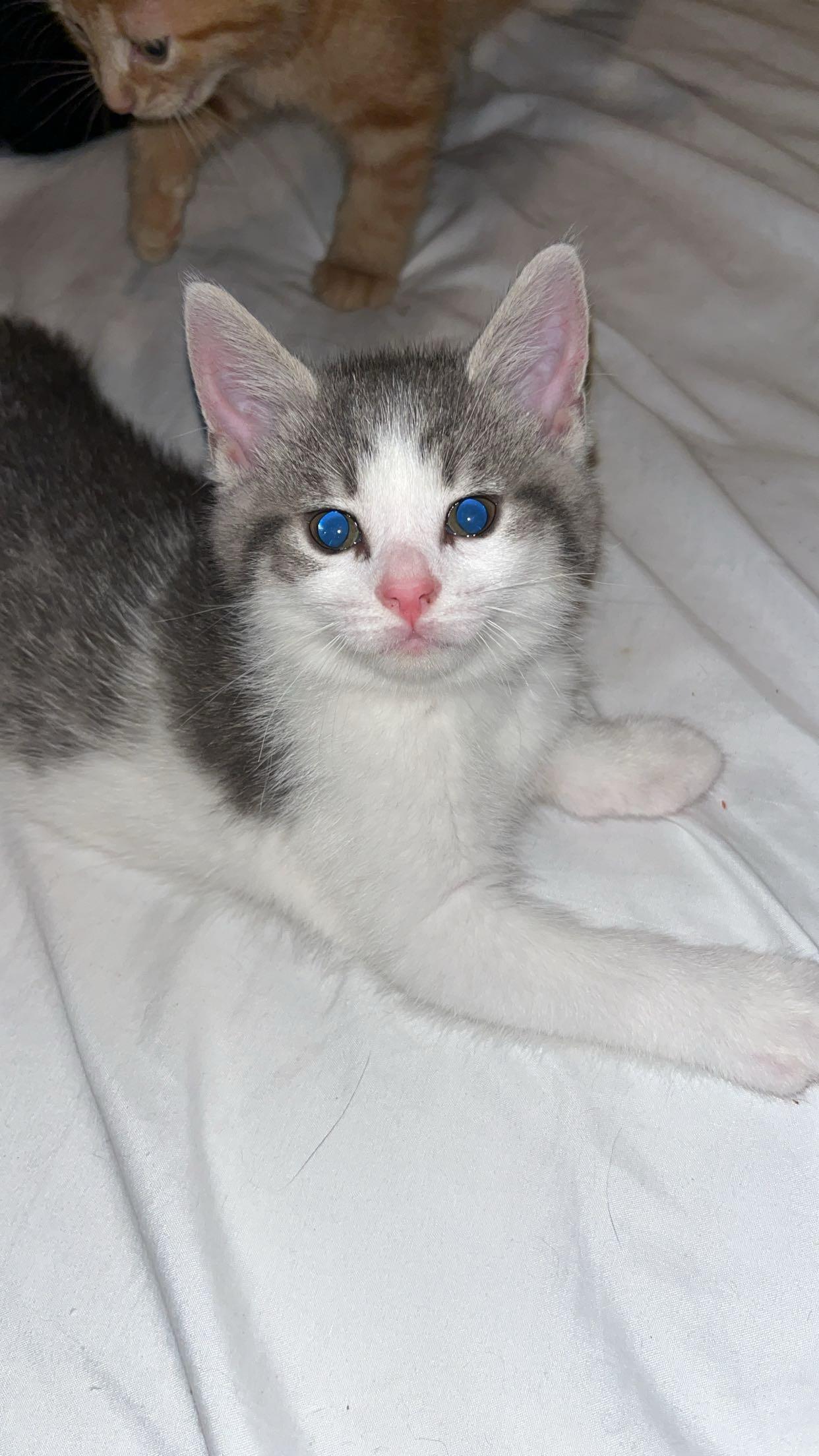 PENNY, a Adoptable Domestic Short Hair in Tillsonburg, ON image 6/6