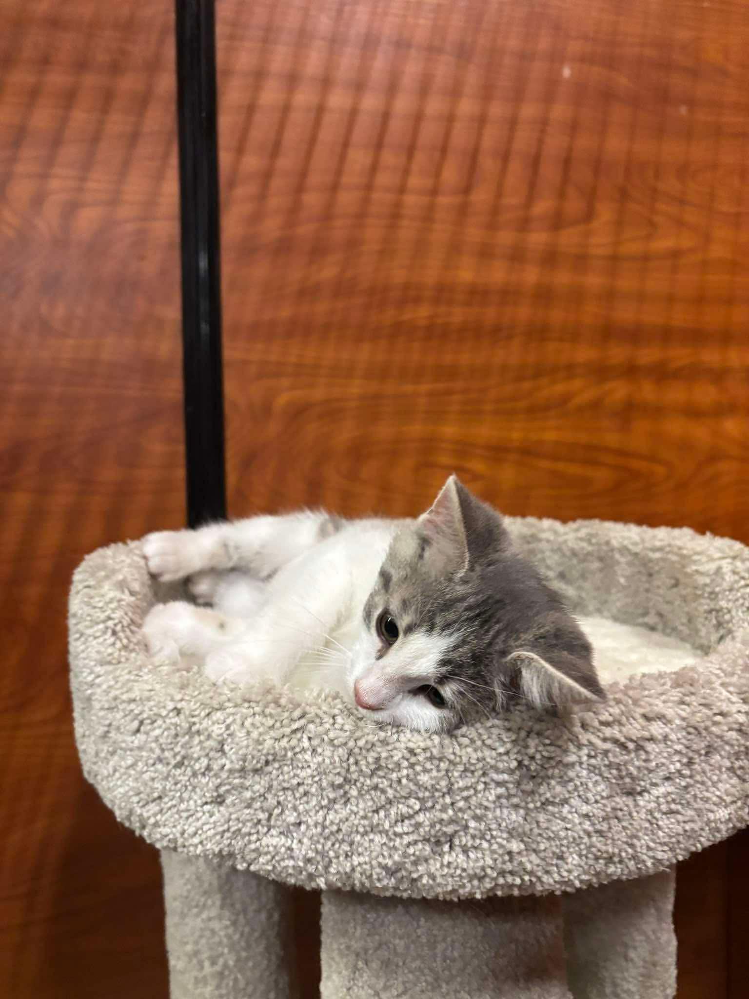 PENNY, an adopted Domestic Short Hair in Tillsonburg, ON image 3/6