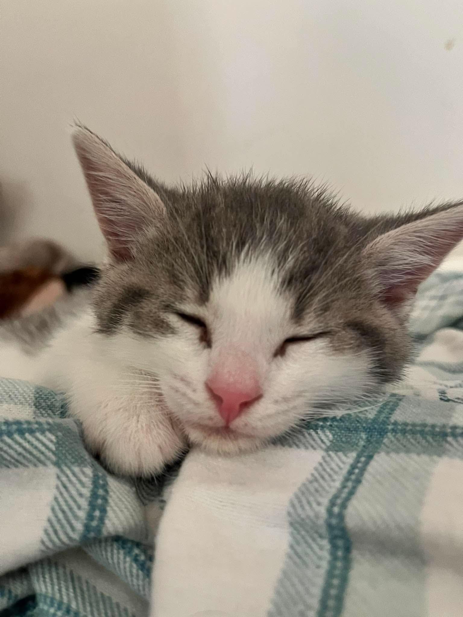 PENNY, a Adoptable Domestic Short Hair in Tillsonburg, ON image 2/6