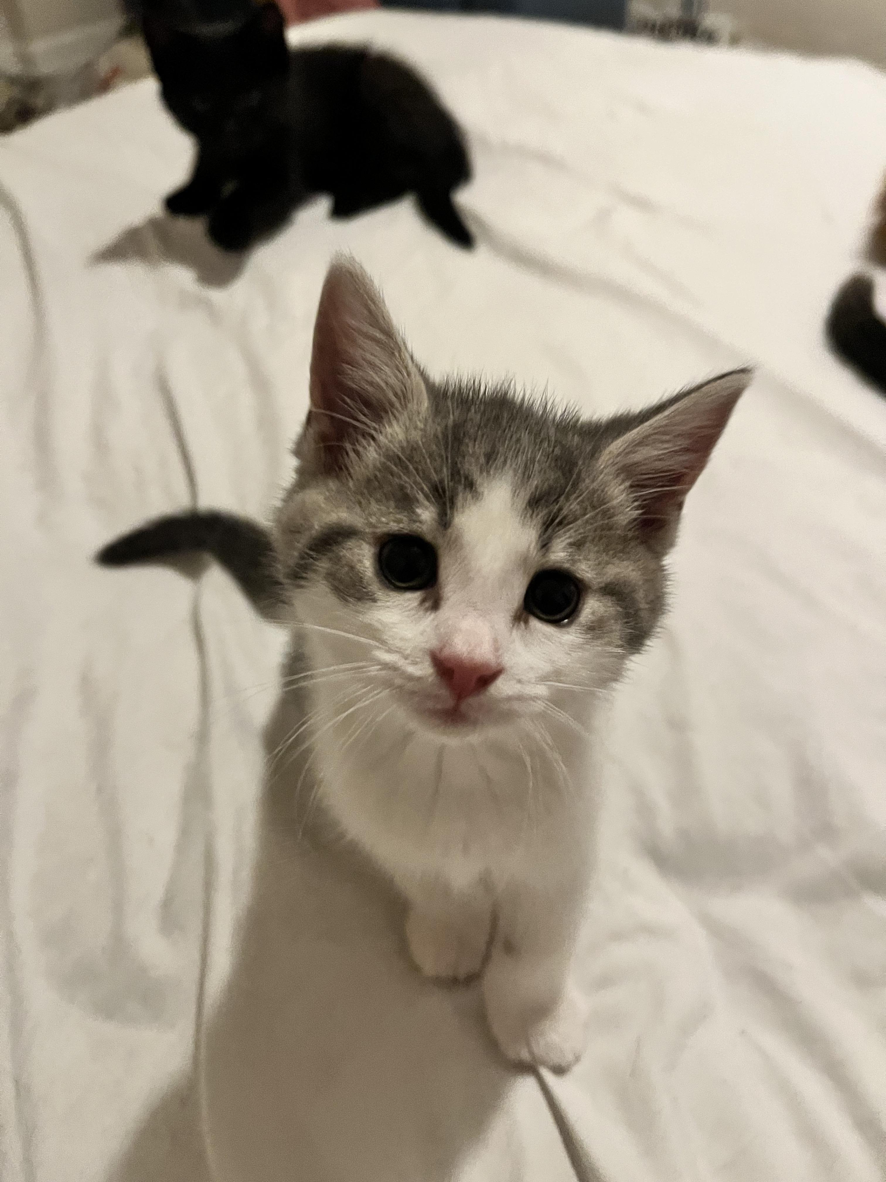 PENNY, a Adoptable Domestic Short Hair in Tillsonburg, ON image 1/6