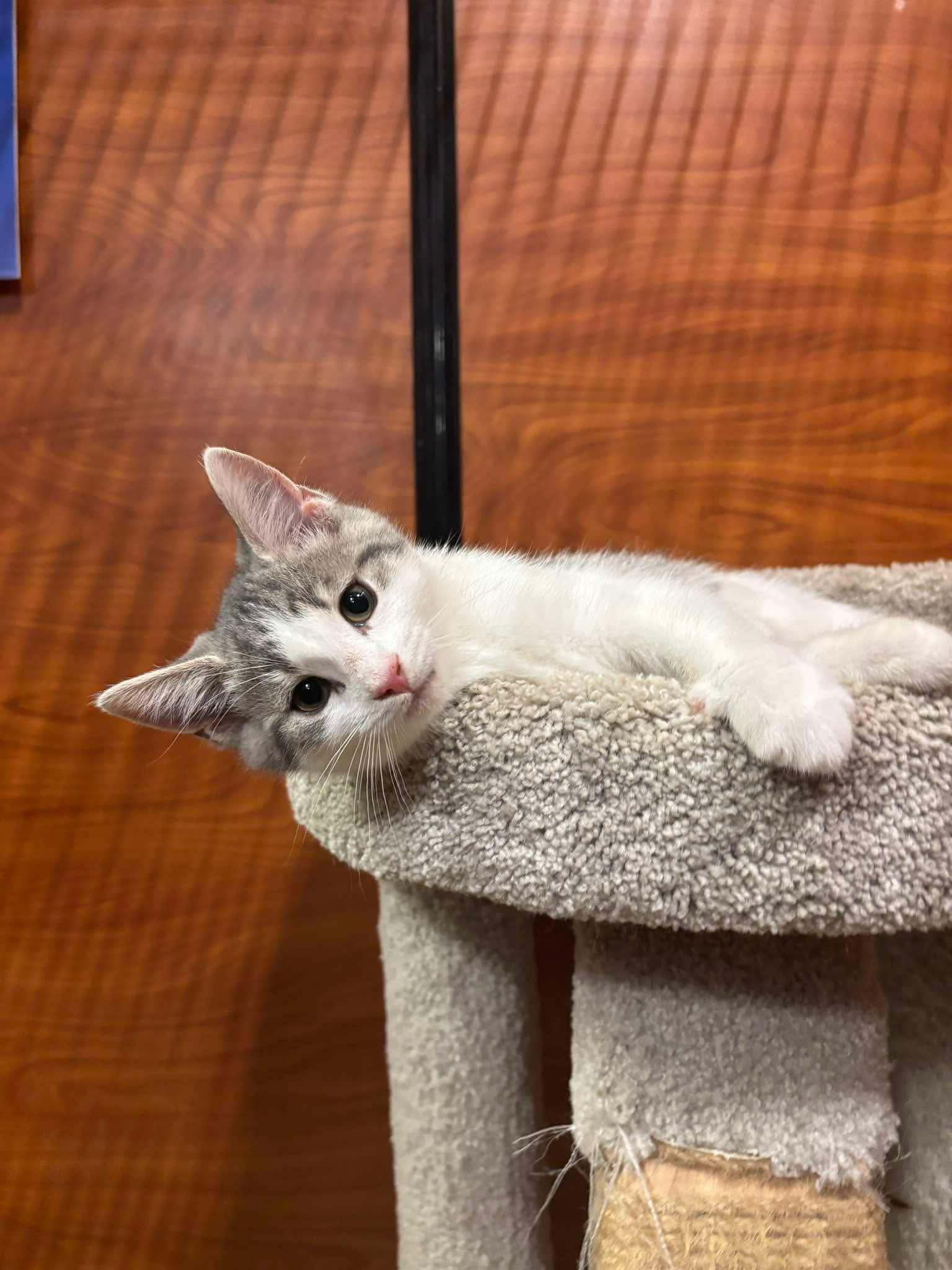 PENNY, an adopted Domestic Short Hair in Tillsonburg, ON image 1/6