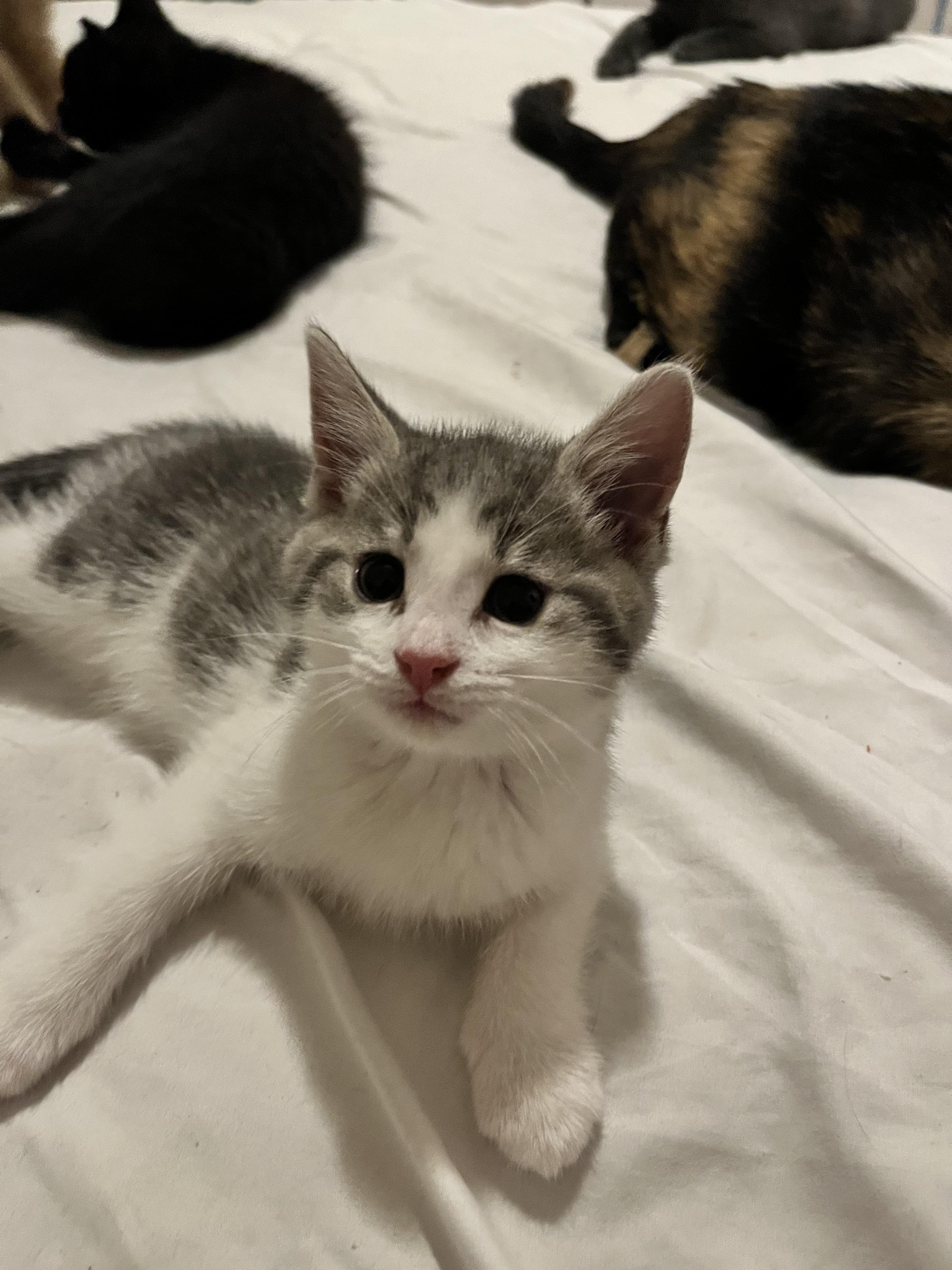 PENNY, a Adoptable Domestic Short Hair in Tillsonburg, ON image 5/6