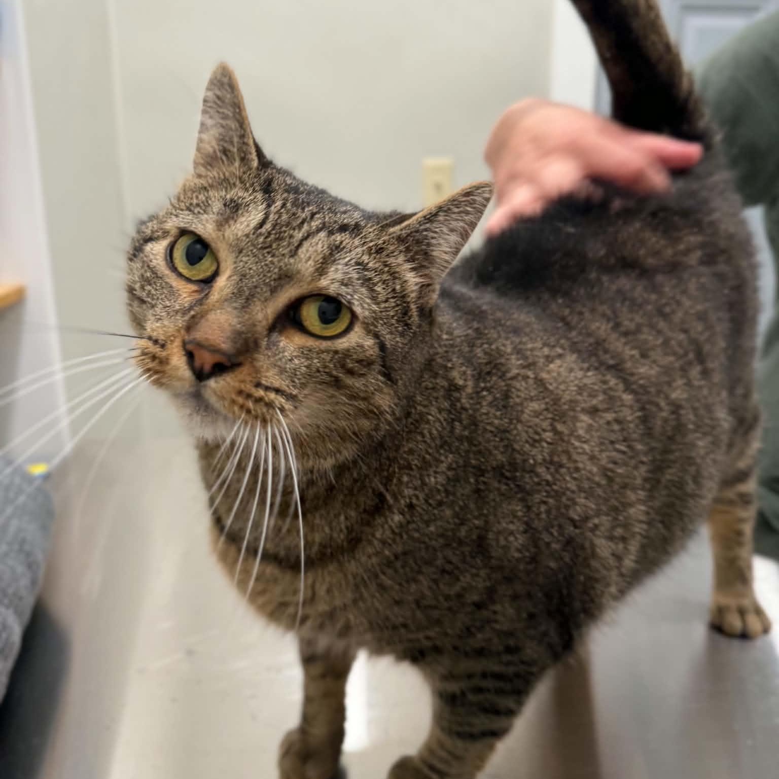 Tenny, ADOPTABLE, Adult Male Domestic Short Hair & Tabby.