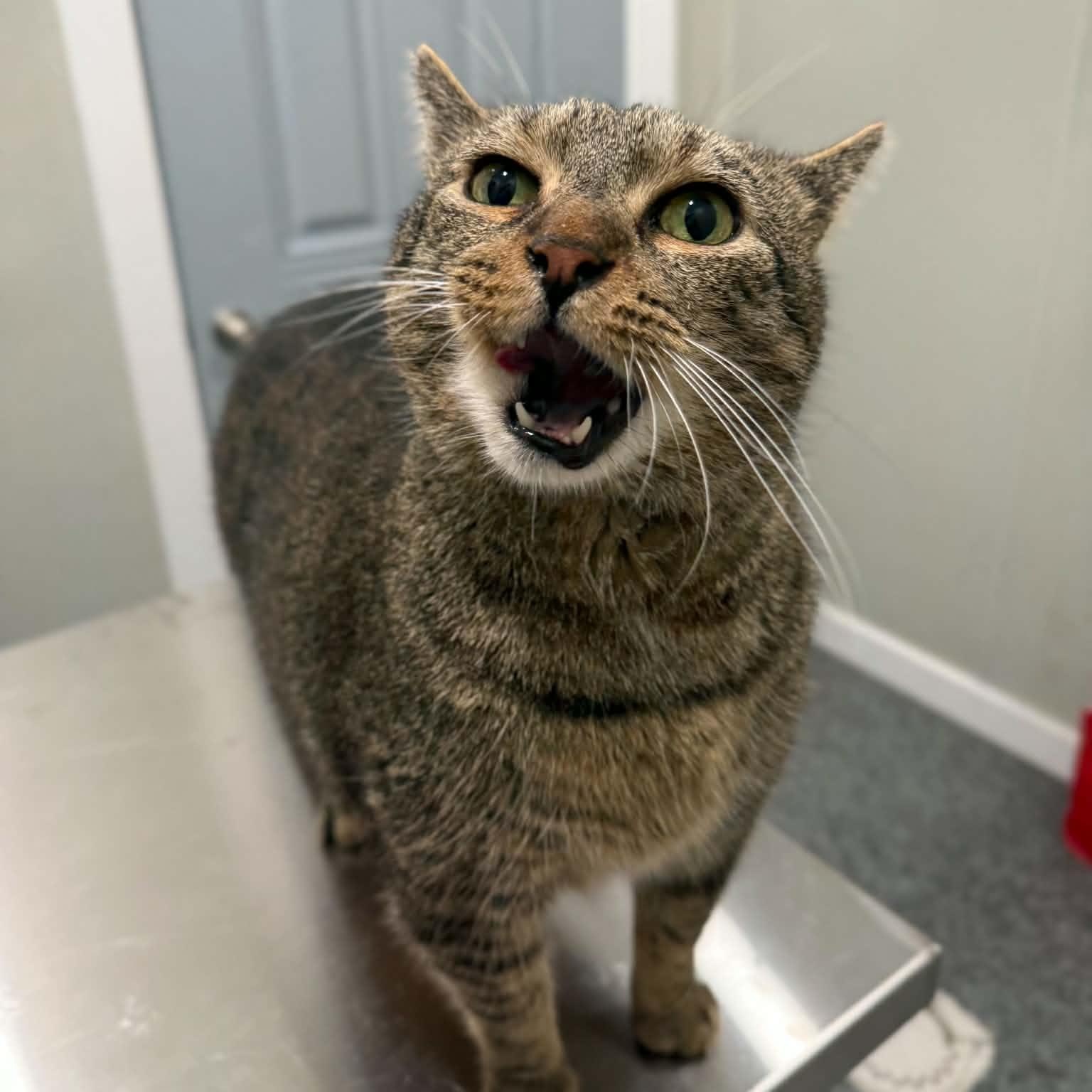 Tenny, a ADOPTABLE mixed breed in Penn Yan, NY image 4/5