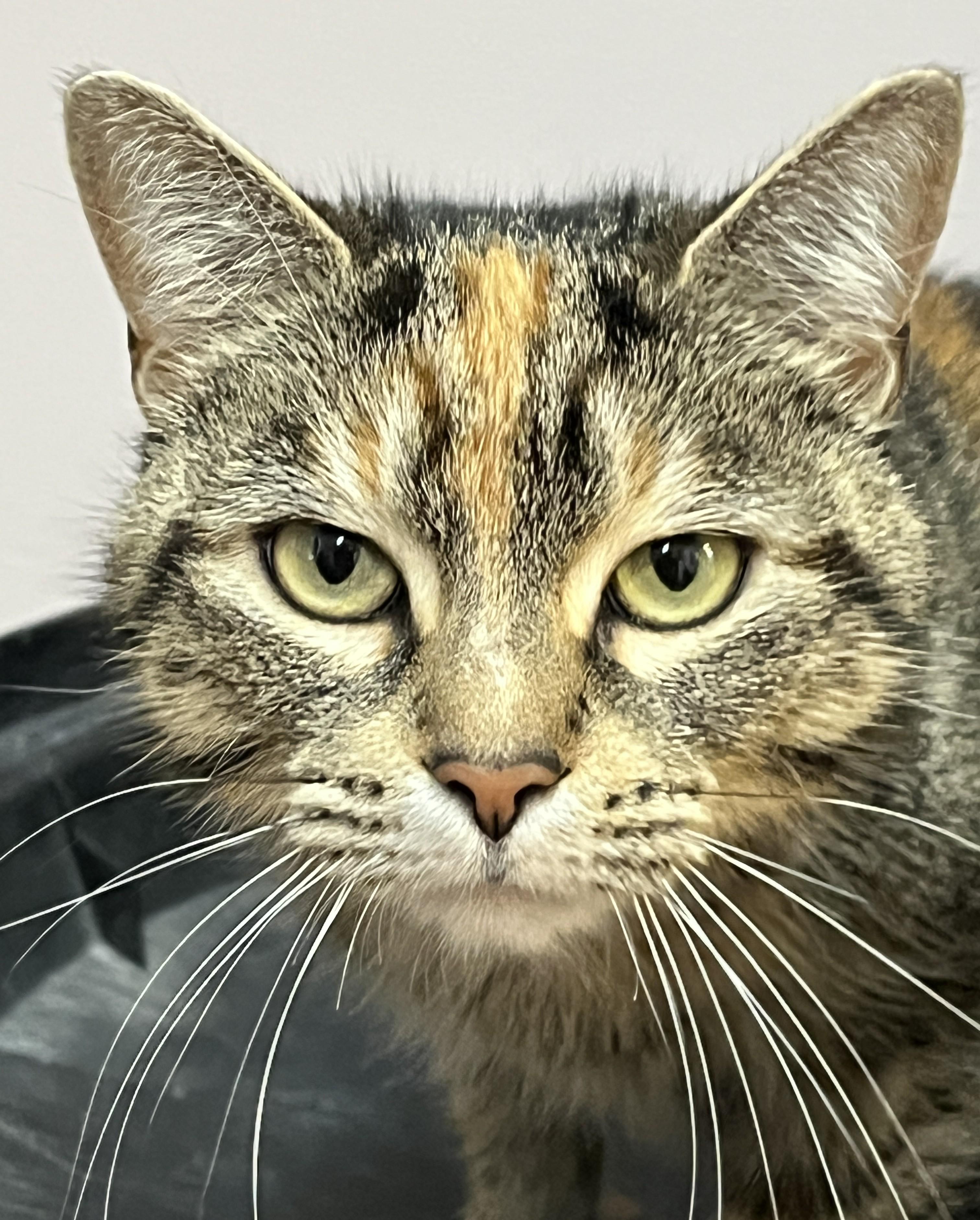 AVRIL (CR/SC), Adult Female Domestic Short Hair