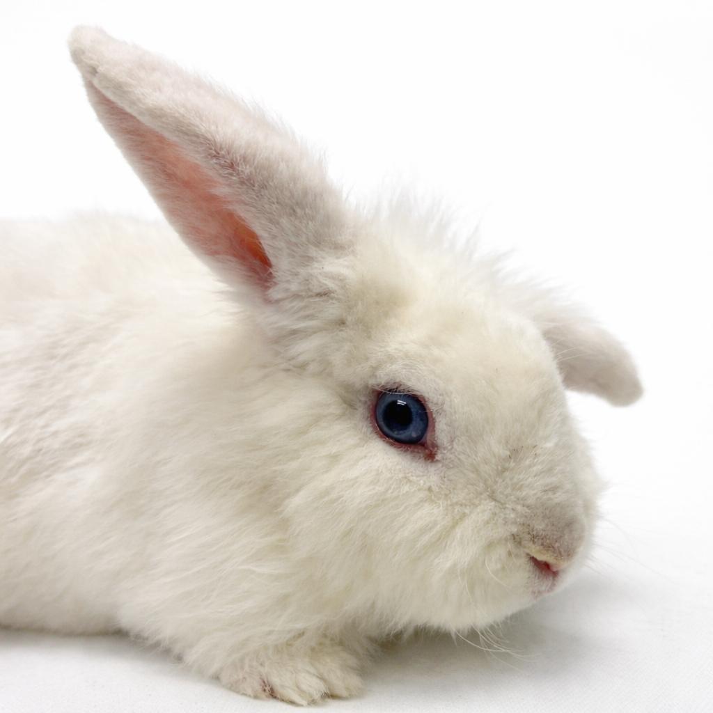 Enlarge Little Lamb, a Adoptable Lionhead in Murray, UT image 1/2