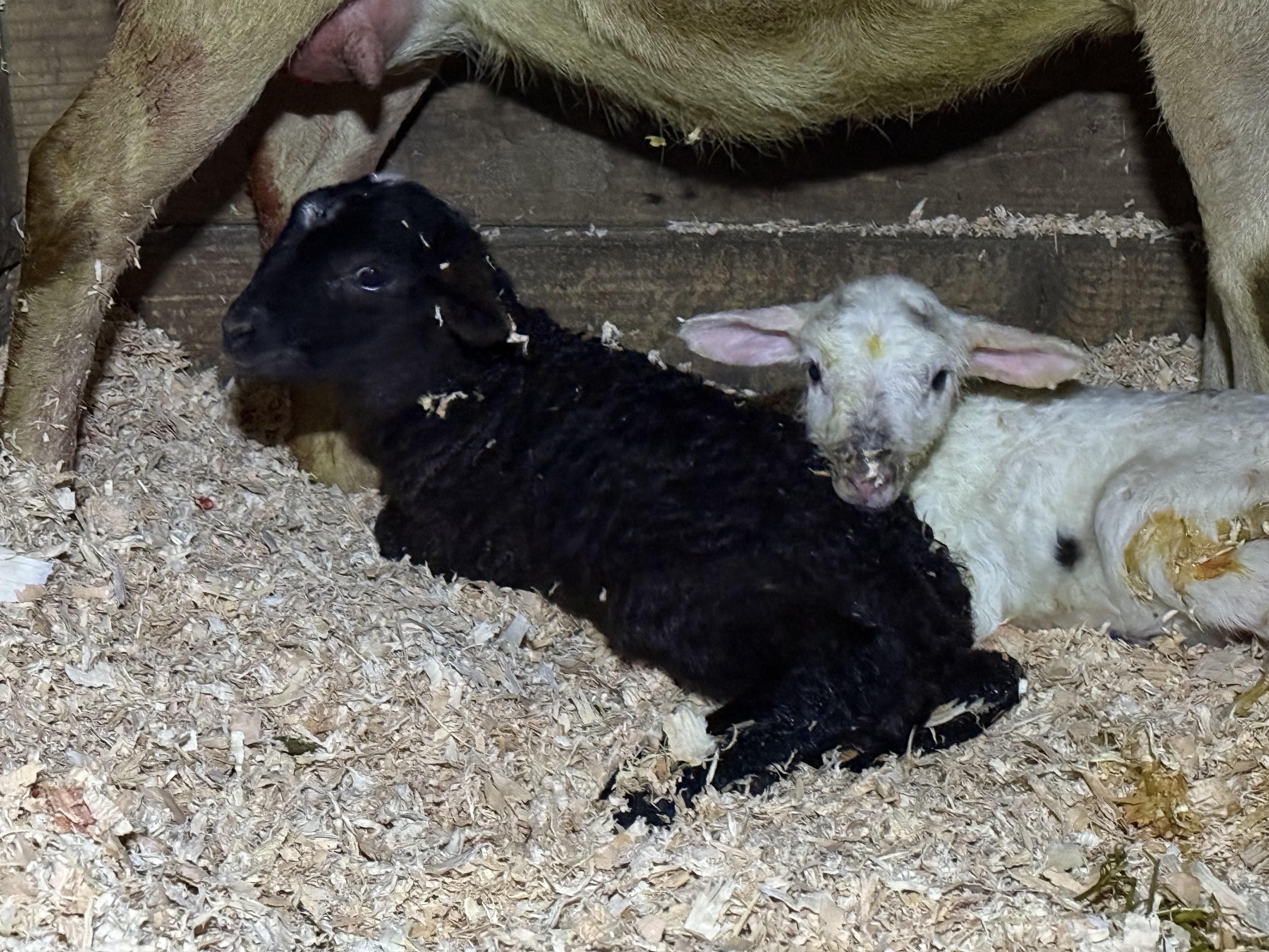 Matilda, Orion, and Lottie, Adult Female unknown
