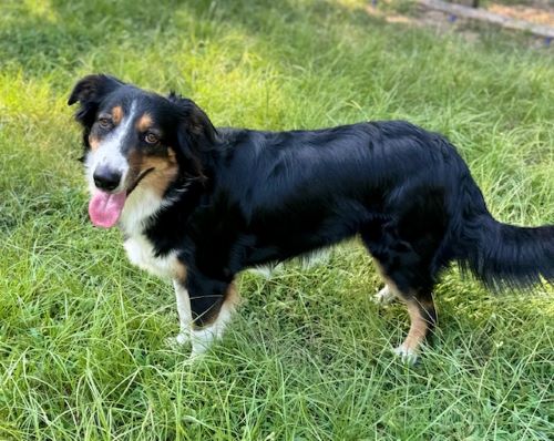 Daisey, Adopted, Adult Female English Shepherd.