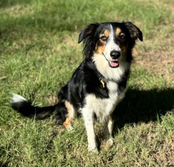Daisey, Adopted, Adult Female English Shepherd.