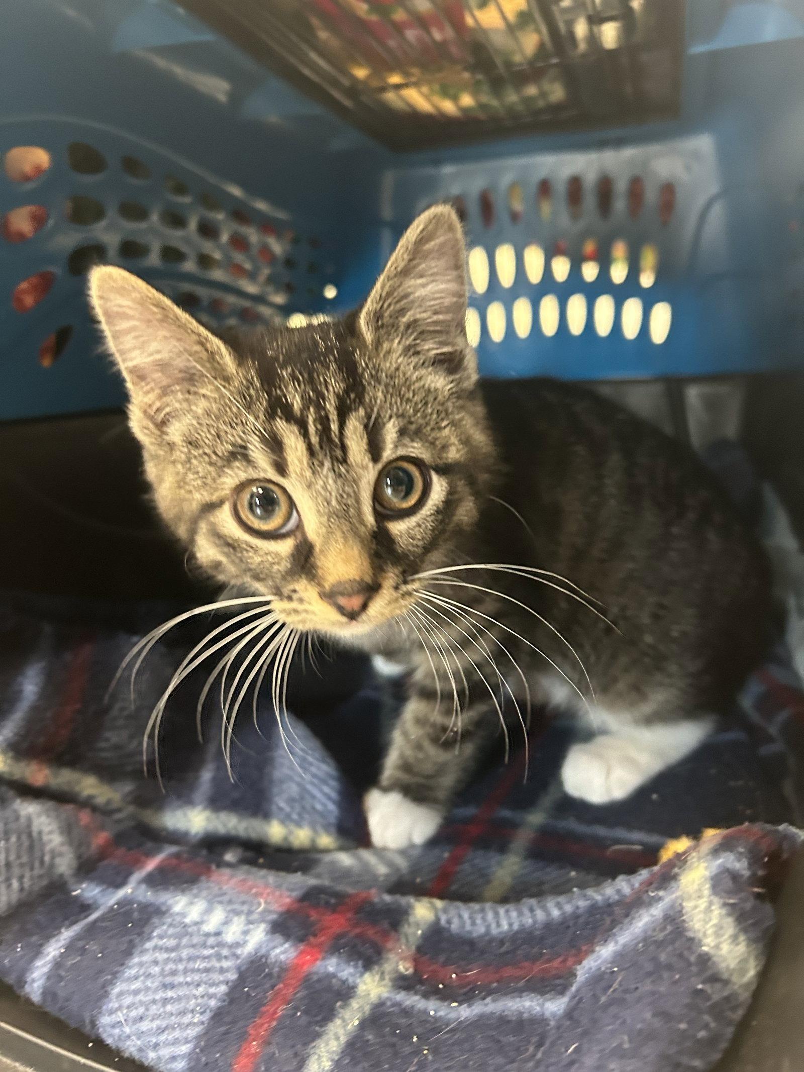 Roxy, Adoptable, Young Female Domestic Short Hair.