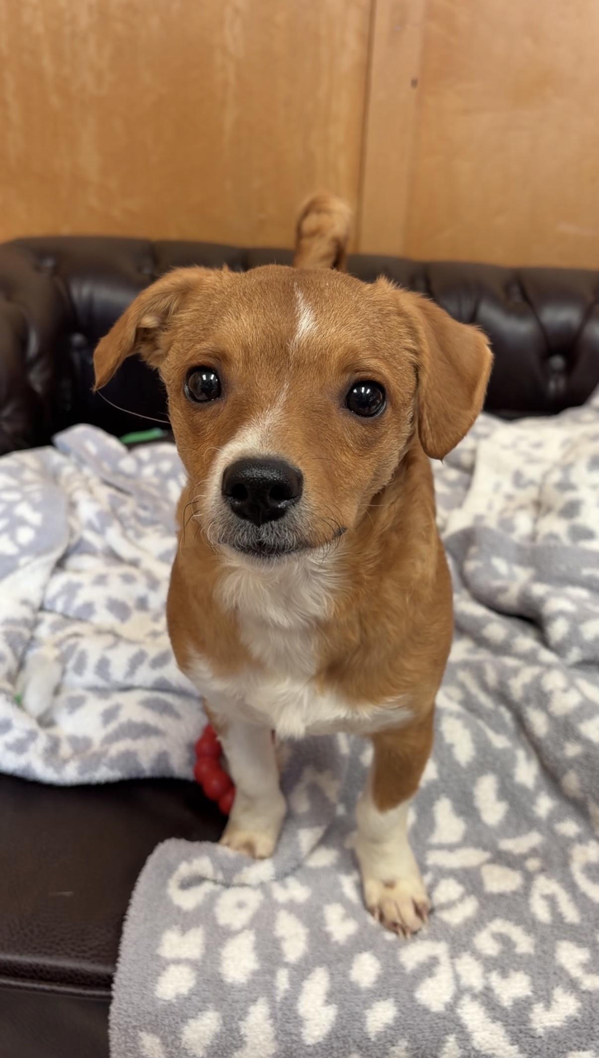 Enlarge Max, an adoption pending Terrier in Valparaiso, IN image 1/1