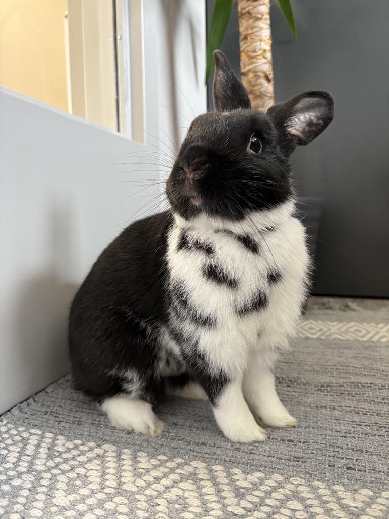 Enlarge Baron, a Adoptable Dwarf in Delson, QC image 1/1