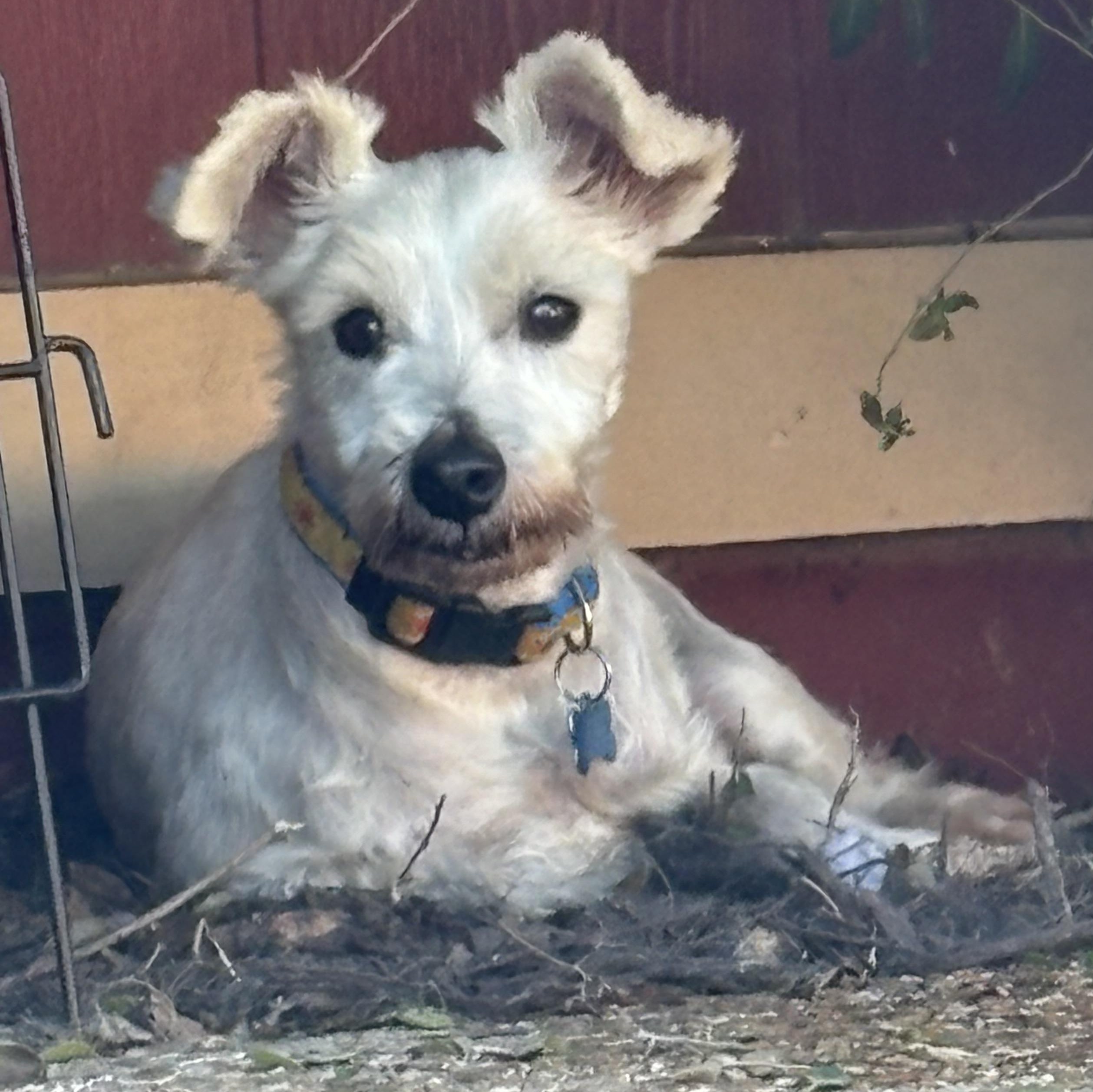 Lorenzo, Adult Male Miniature Schnauzer