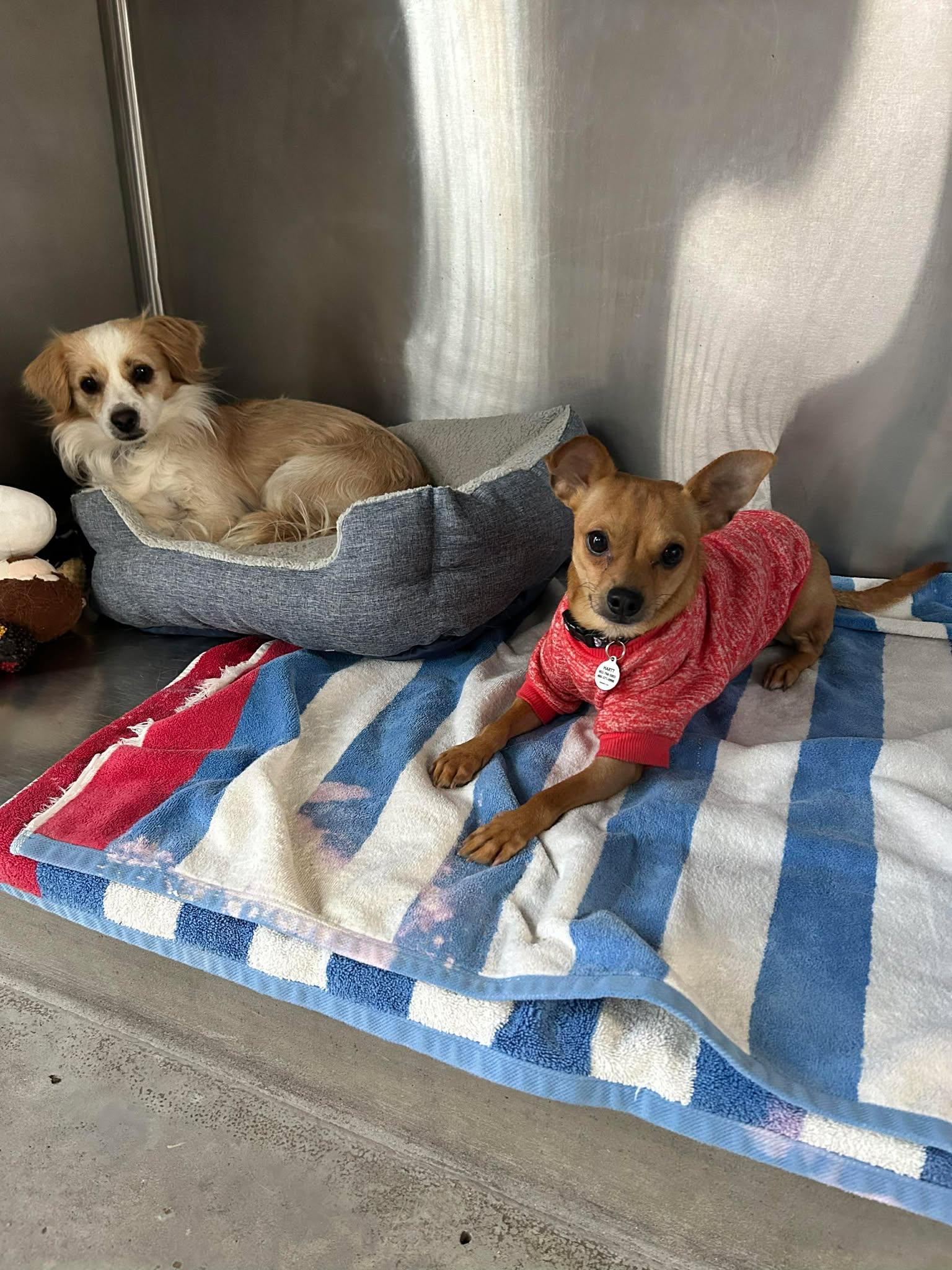 Cowboy — thumbnail 2