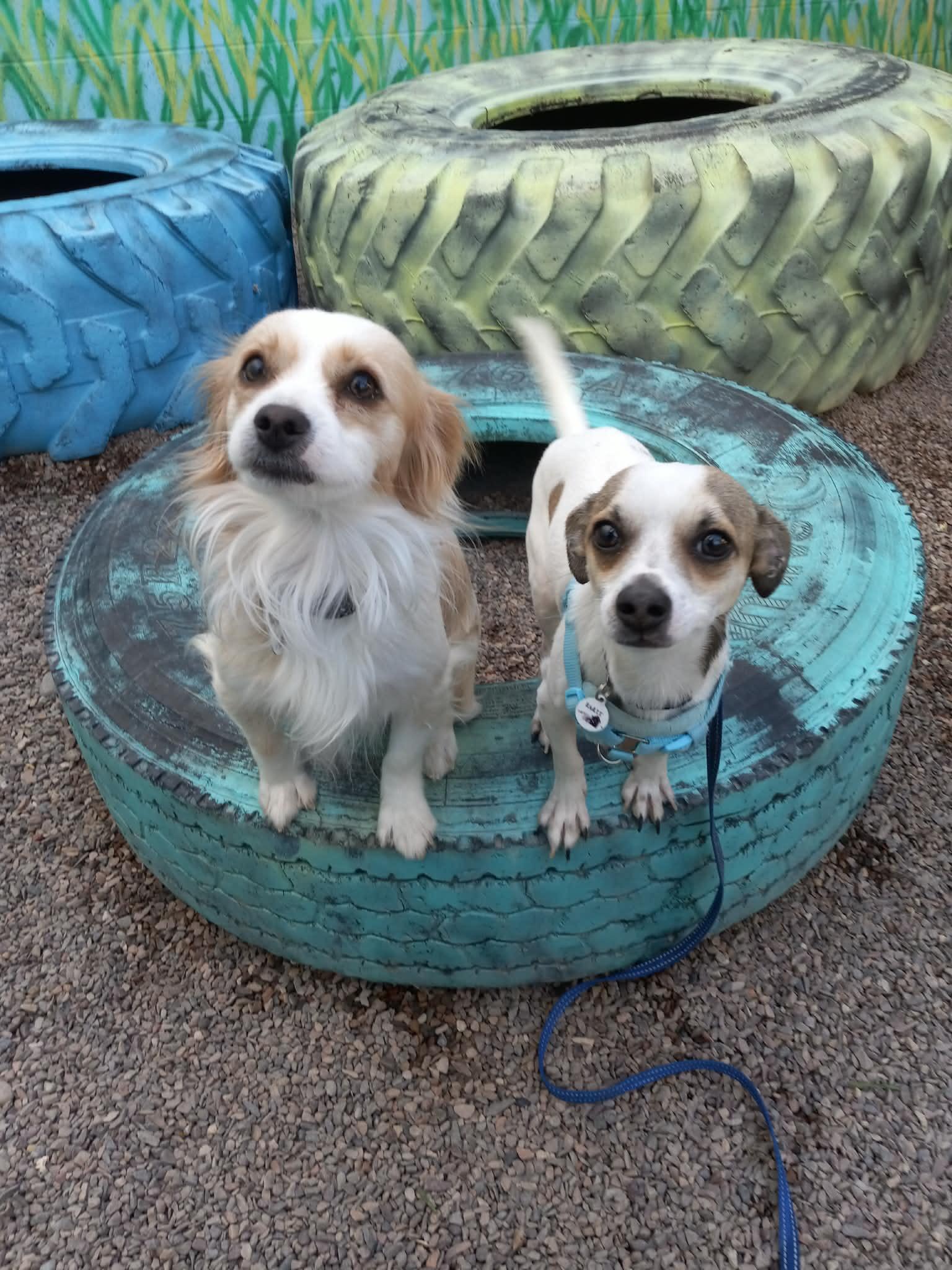 Cowboy — thumbnail 3