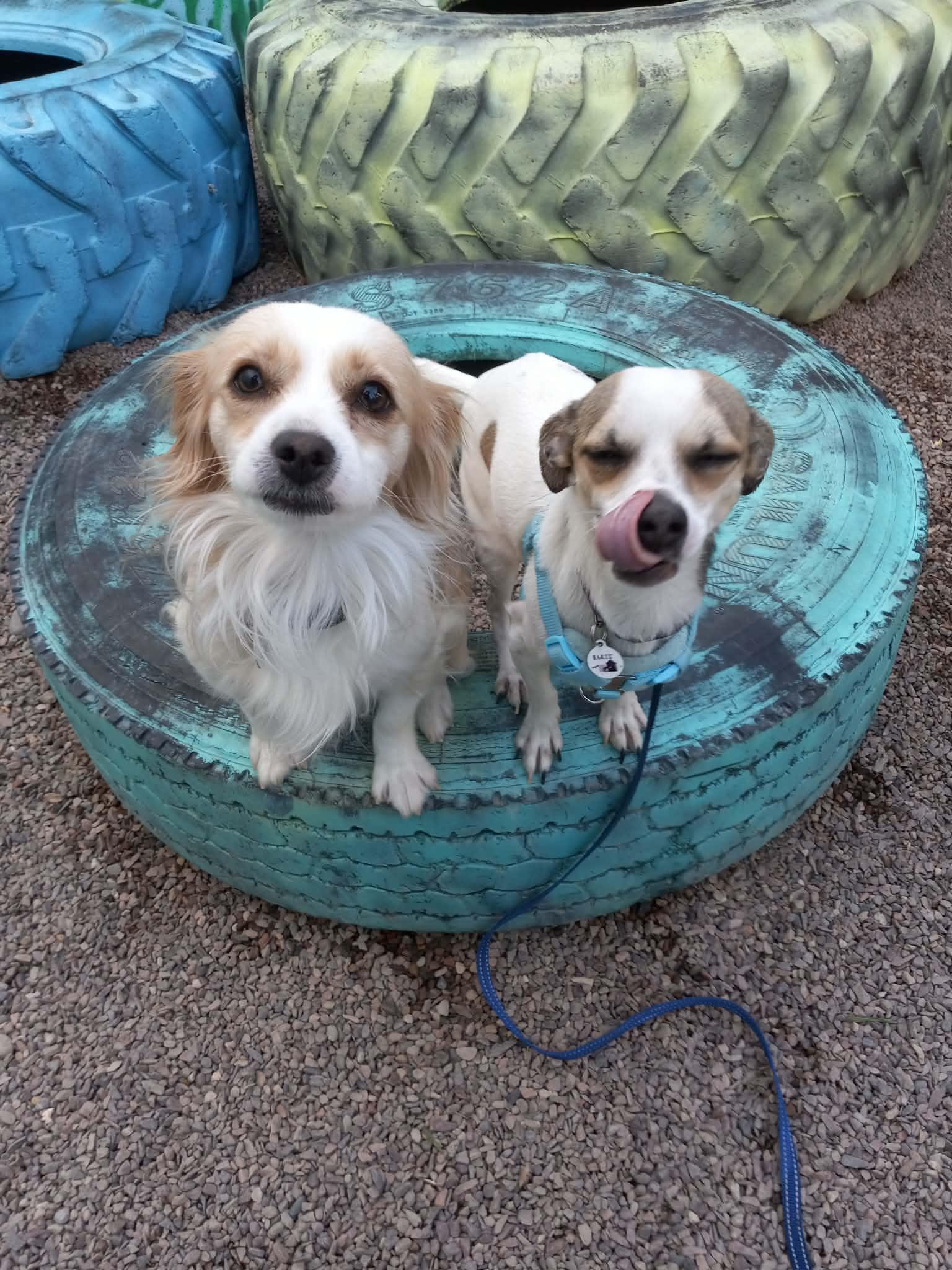 Cowboy — thumbnail 4