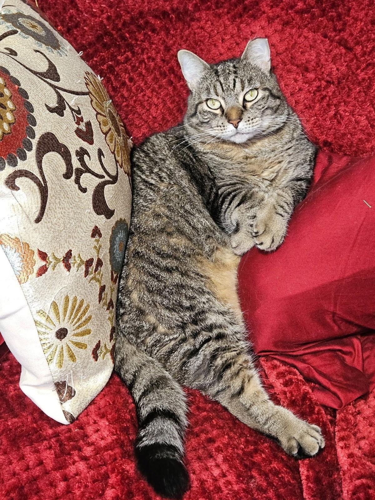 Enlarge Ella (VIDEO) sweet girl. Needs Quiet home, a Adoptable Domestic Short Hair in Orlando, FL image 2/4
