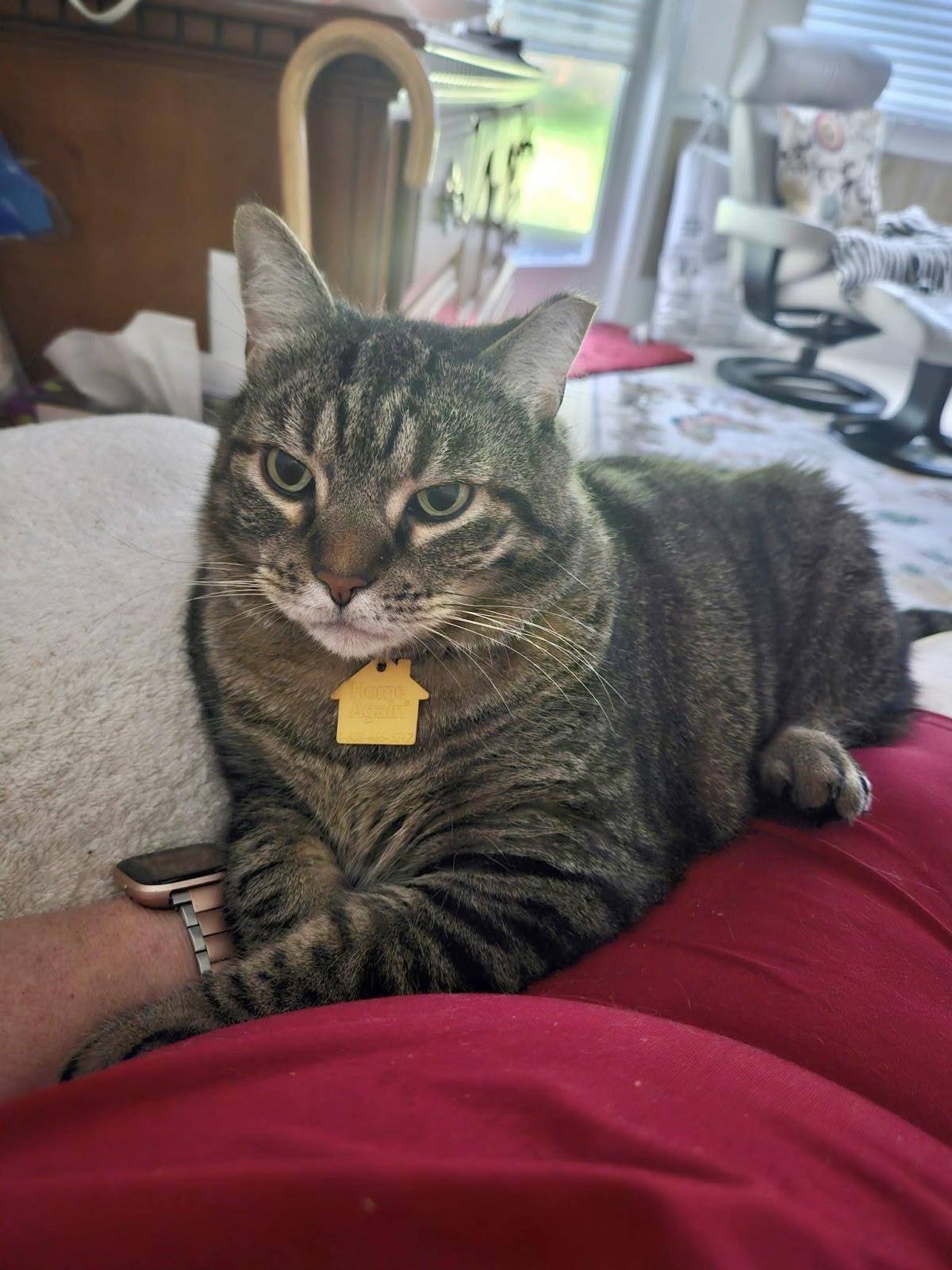 Ella (VIDEO) sweet girl. Needs Quiet home, Adoptable, Adult Female Domestic Short Hair.