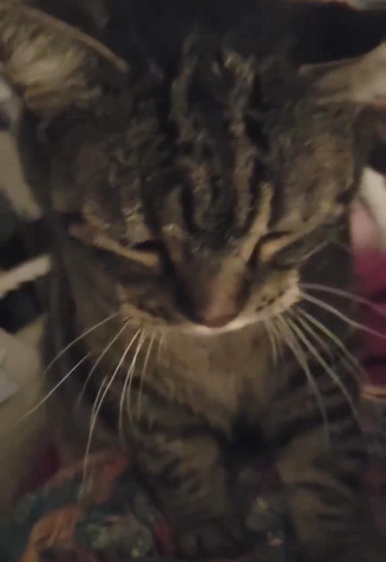 Enlarge Ella (VIDEO) sweet girl. Needs Quiet home, a Adoptable Domestic Short Hair in Orlando, FL image 3/4