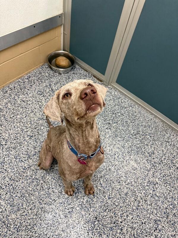 Daniel the Lionheart, Adoptable, Adult Male Goldendoodle & Mixed Breed.