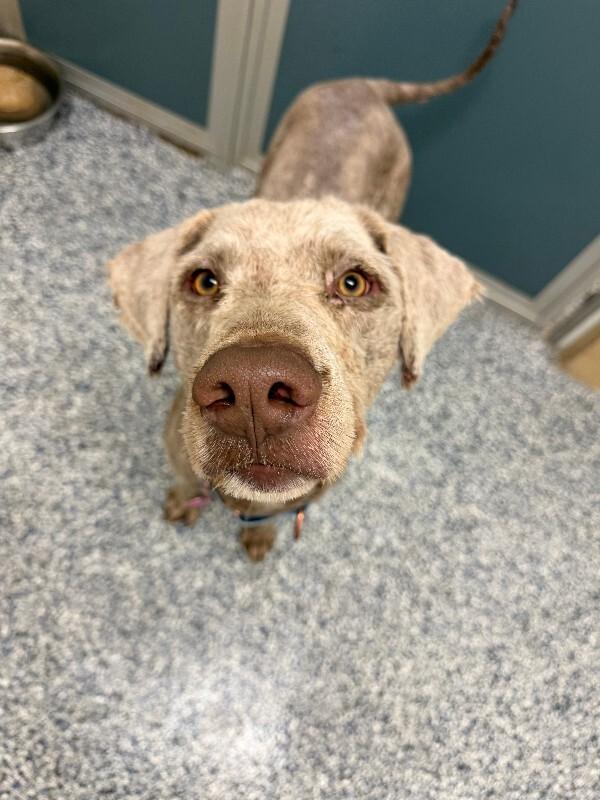 Enlarge Daniel the Lionheart, a Adoptable mixed breed in Fort Collins, CO image 3/3