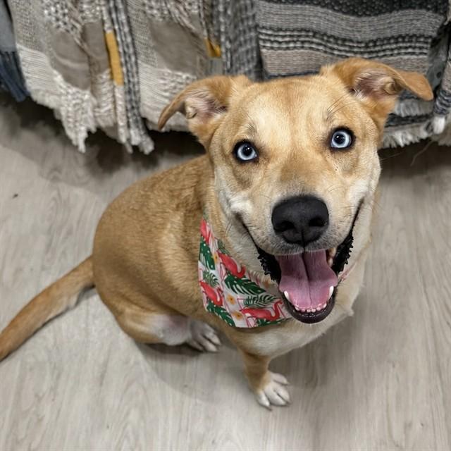 JEMMA, Adoptable, Adult Female Border Collie & Great Pyrenees.