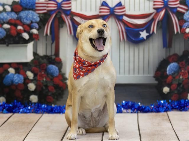 JEMMA, Adoptable, Adult Female Border Collie & Great Pyrenees.